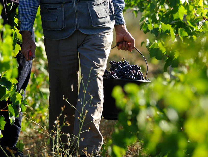 f4e937c4.vigneron-attente